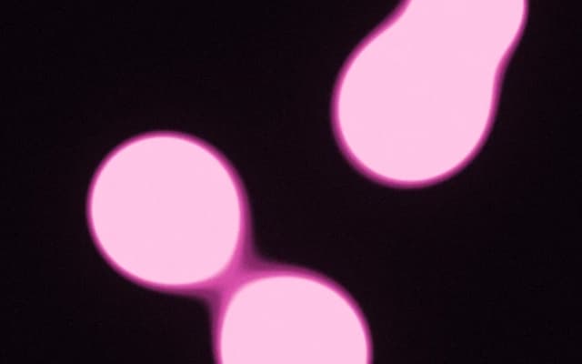 Pink Bubble — animated WebGL shader background for React by Val